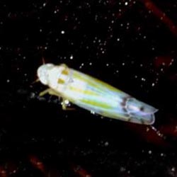 Ribautiana tenerrima
